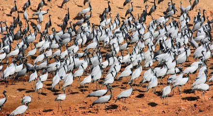 india, rajasthan, thar desert: demoiselle cranes