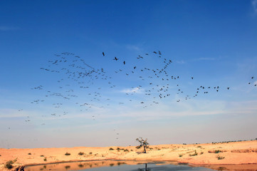 india, rajasthan, thar desert: demoiselle cranes