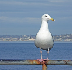 seagull