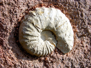 fossilien