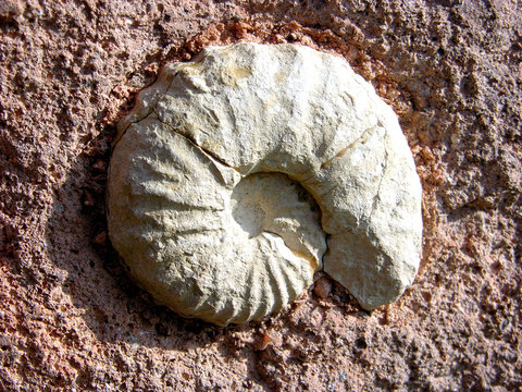 fossilien