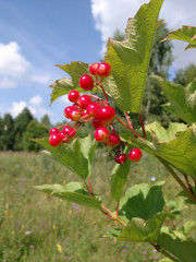 red berries of a guelder-rose