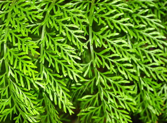 beautiful fern
