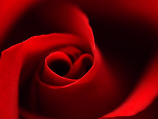 red rose with heart symbol in center. close-up #2
