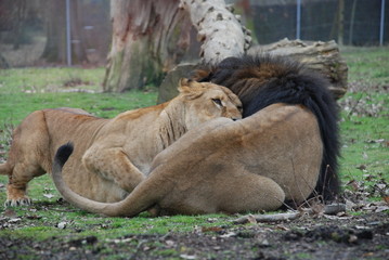 lion et lionne