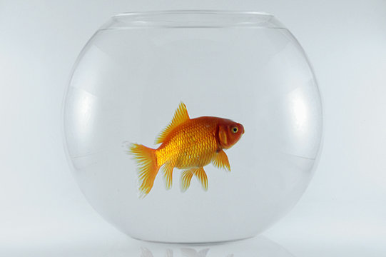 744 Best Poisson Rouge Images Stock Photos Vectors Adobe Stock 744 Best Poisson Rouge Images Stock Photos Vectors Adobe Stock