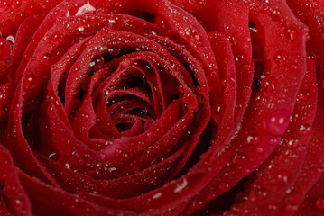 red rose