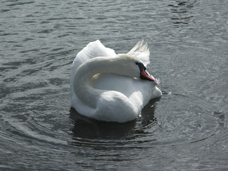 swan
