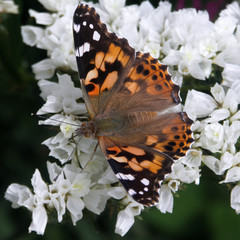 painted lady butterfly