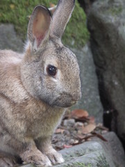 wild rabbit closeup