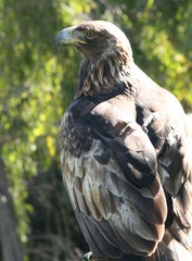 hawk