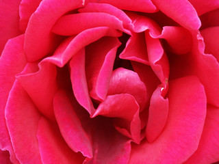 red rose