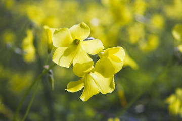 yellow flowers