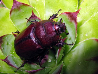 bug