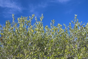 olive tree over blue sky