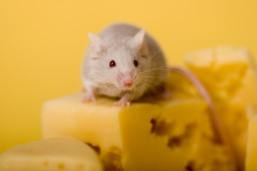 mouse