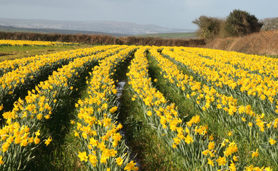 rows of daffodils in bloom, cornwall, uk