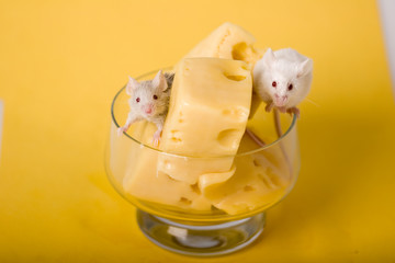 mouse