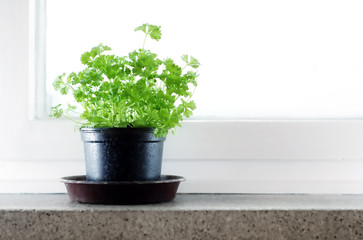 green herb