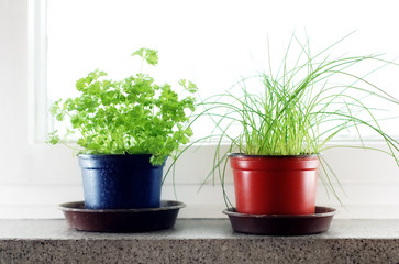 green herbs