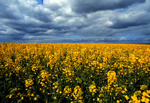 campo di senape