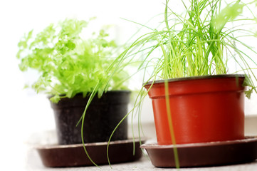 green herbs