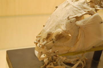 fish skull