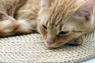 katze