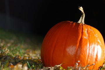 shady pumpkin