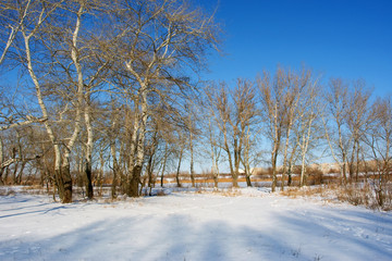 white poplars on winter river shore