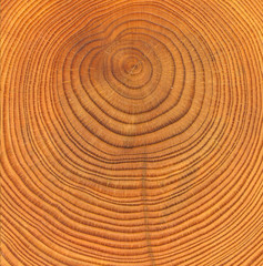 Fototapeta na wymiar drewniane tekstury cut