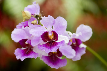 Fototapeta na wymiar natural orchids