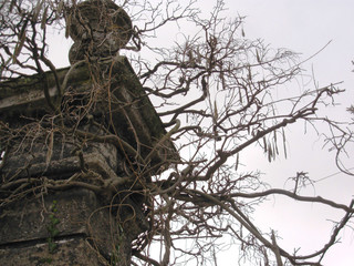 neglectted creeper on the top of the wall