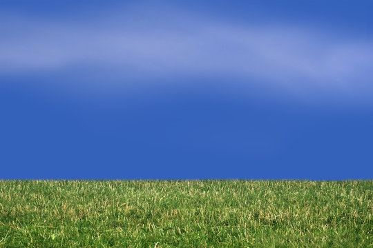 field of grass and nice sky