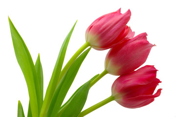 Pink spring tulips isolated on white background