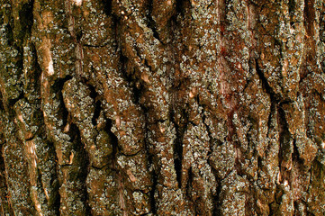 bark