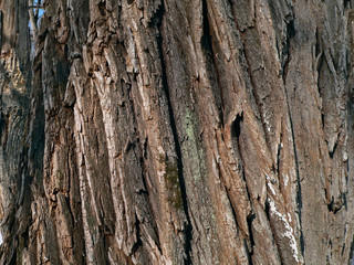 bark of huge tree