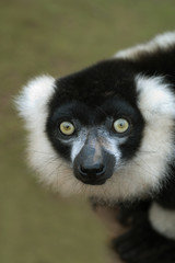 lemur