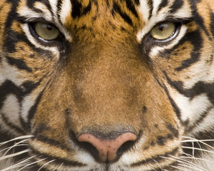 Fototapeta premium sumatran tiger