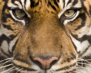 Store enrouleur sans perçage Tigre tigre de sumatra