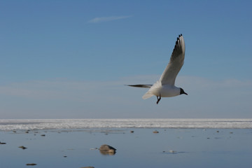 flying seagull