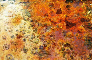 mouldy rust