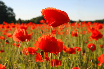 field with poppies