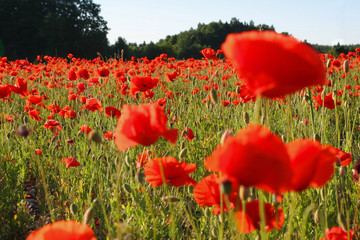 Obraz premium field with poppies