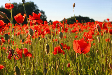 field with poppies