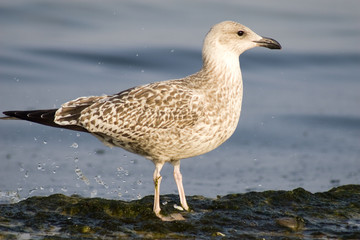 jungmöwe