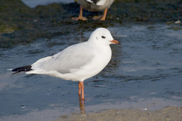 Obraz premium kleine möwe