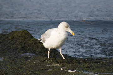 seemöwe im schlick
