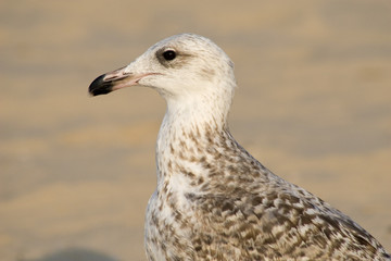 jungvogelportrait