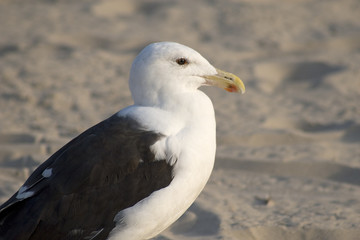 altvogelportrait